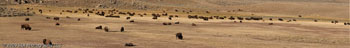 bison pano